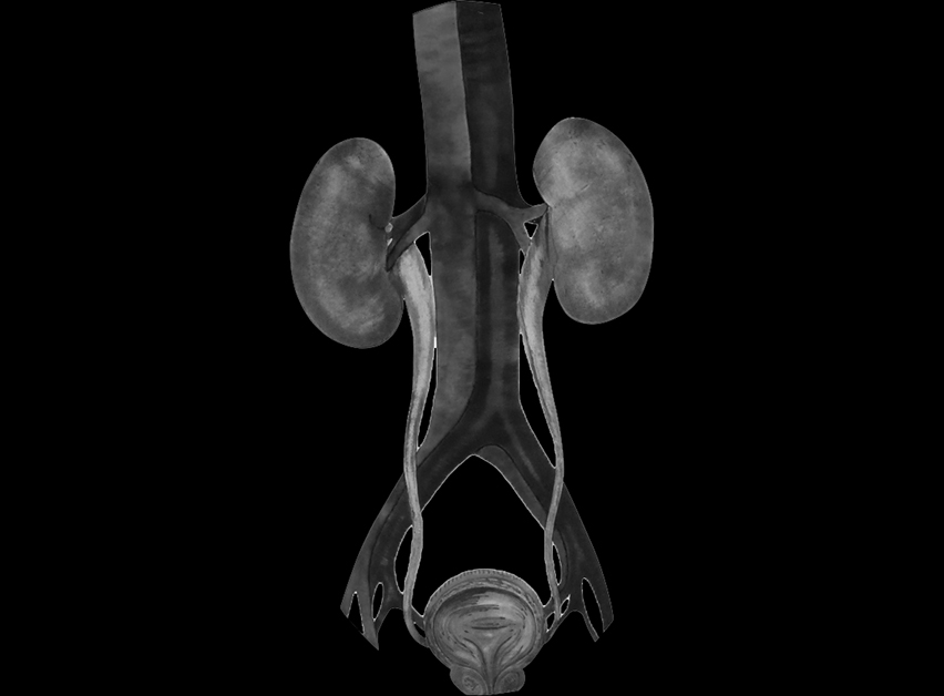 urologia